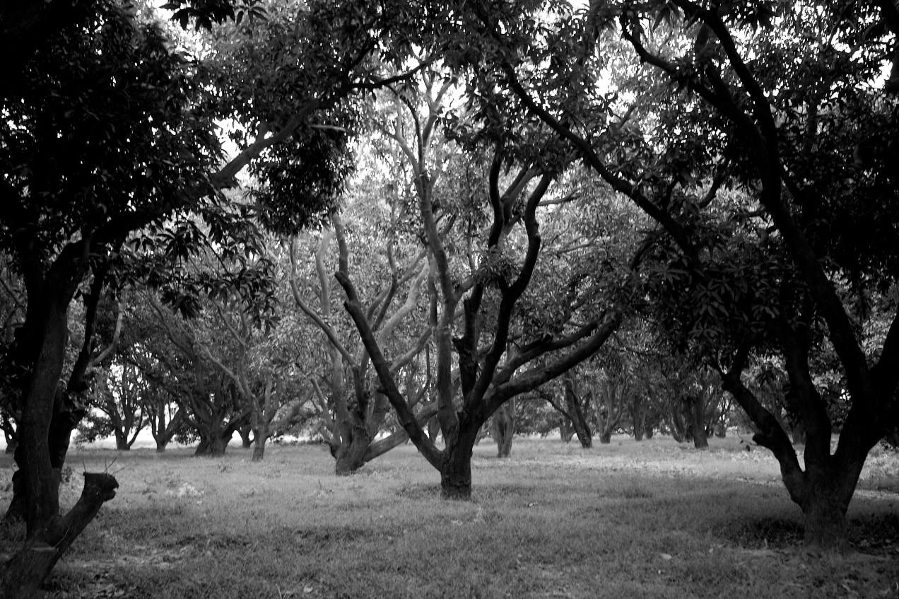 Une plantation de manguiers près de Moradabad en 2009 Photo Gilles Dallière