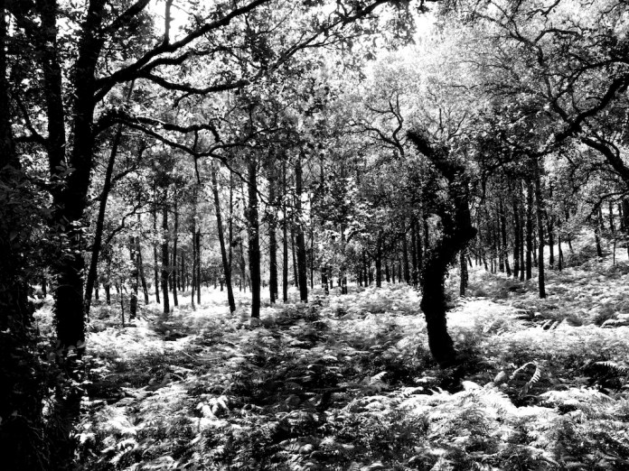 Hossegor 2014 Gilles Dallière