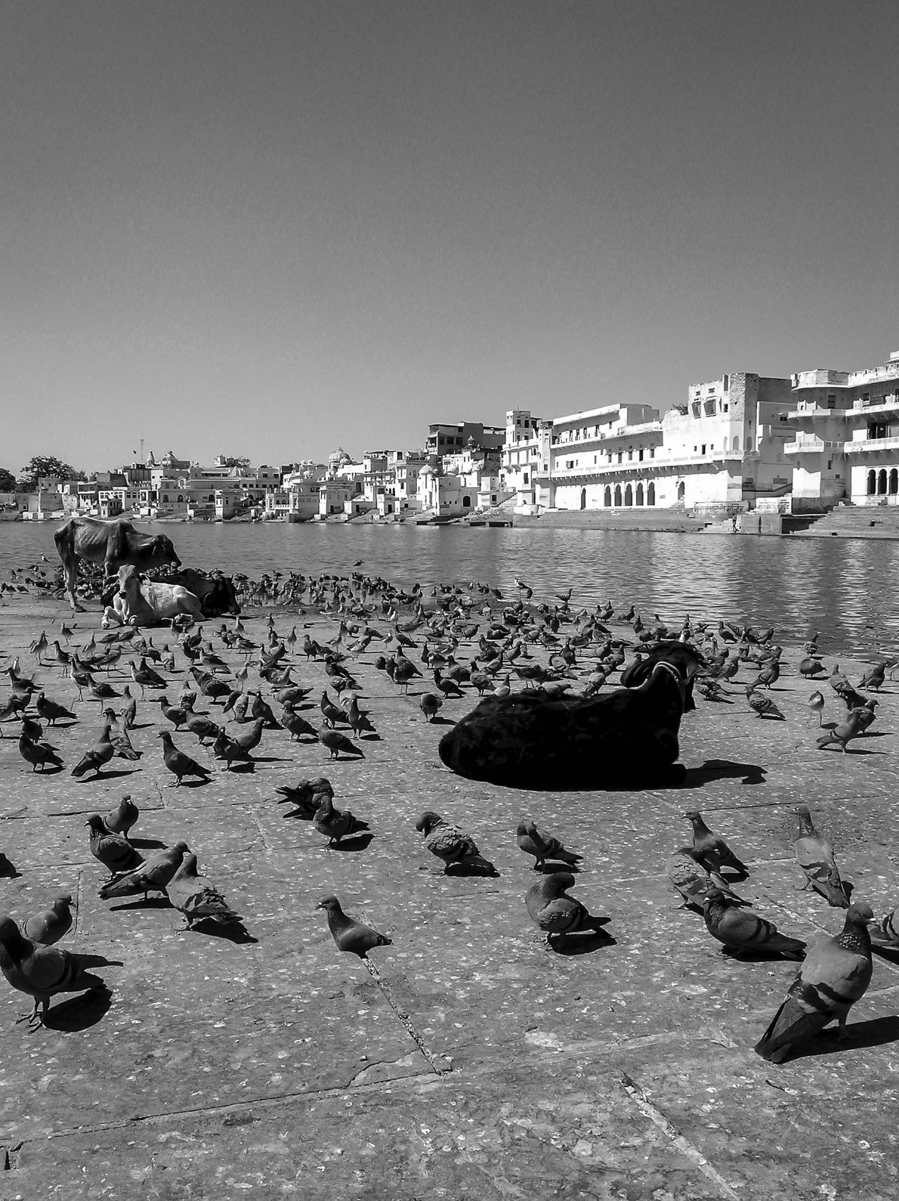 Pushkar, Inde, gildalliere, 2004