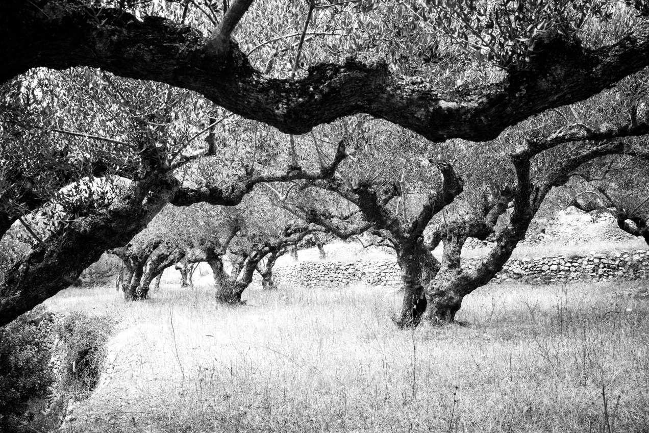 Oliviers, Pitsinades, cythere, gildalliere, 2018-Modifier.jpg