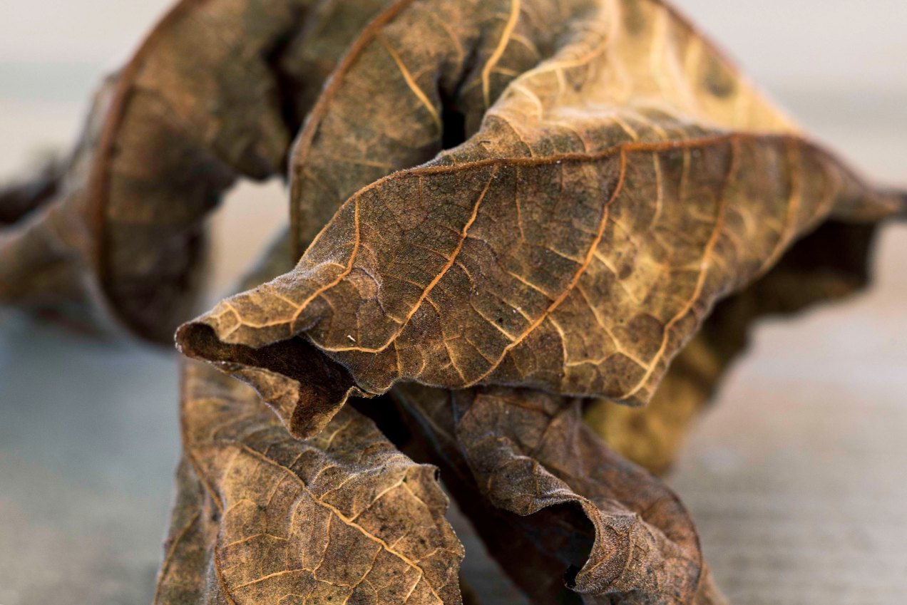 Figuier, Grèce, gildalliere, 2018