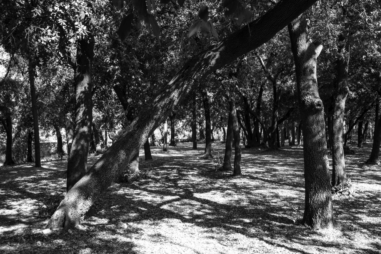 Le bois sacré, Cimiez, Nice, gildalliere, 2019 L1016341-Modifier.jpg