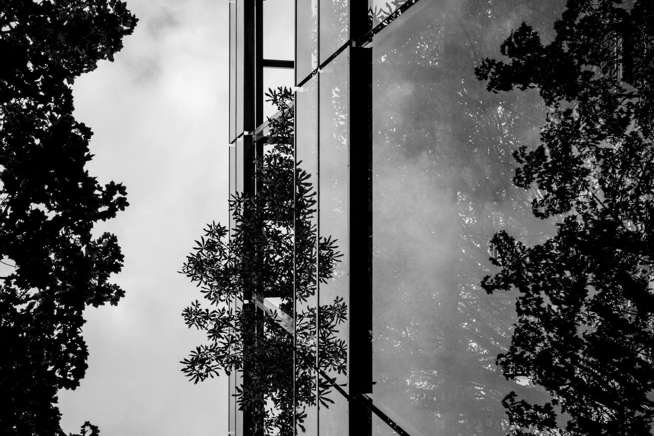 Fondation Cartier, Nous les arbres, Paris, gildalliere, 2019