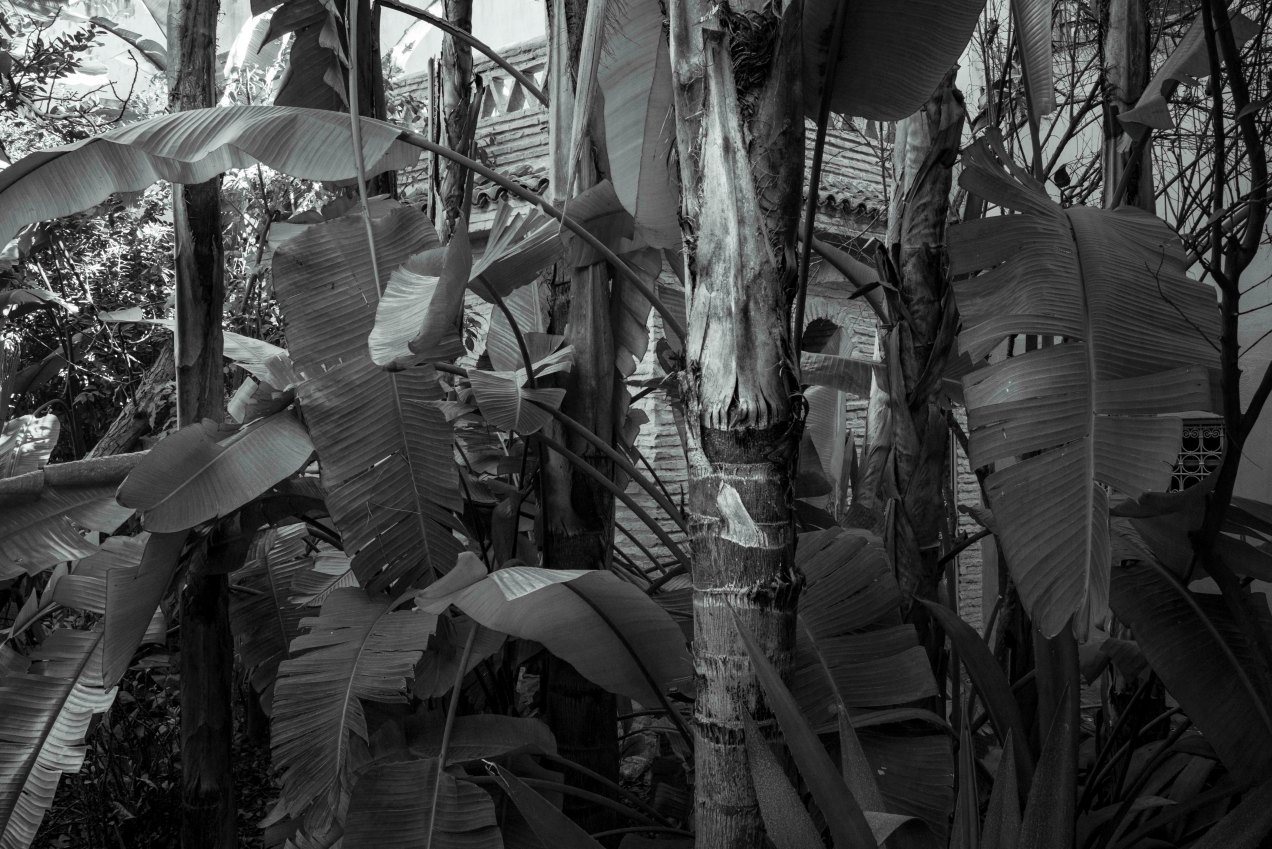 Le jardin des Biehn, jungle, Fès, Maroc, gildalliere, 2020