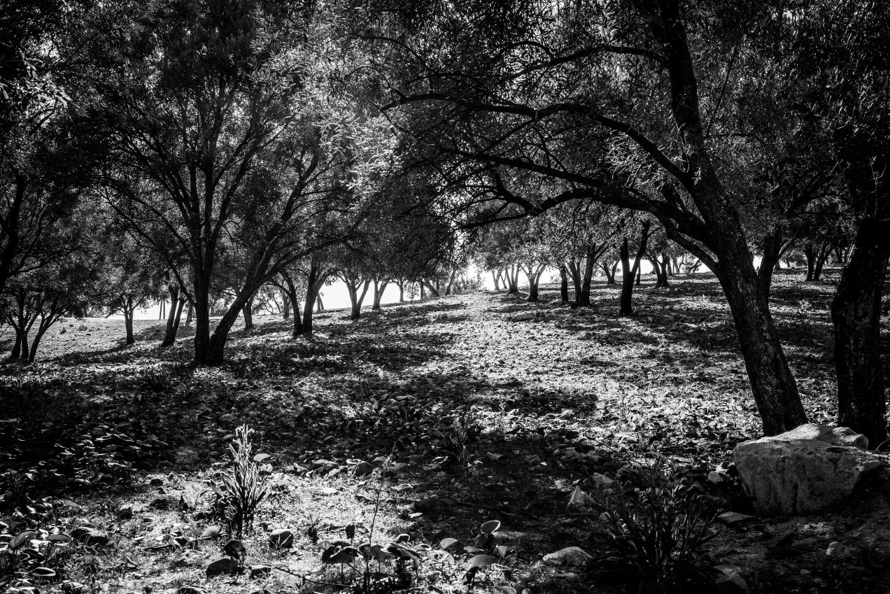 Champs d'oliviers, Fès, Maroc, gildalliere, 2020
