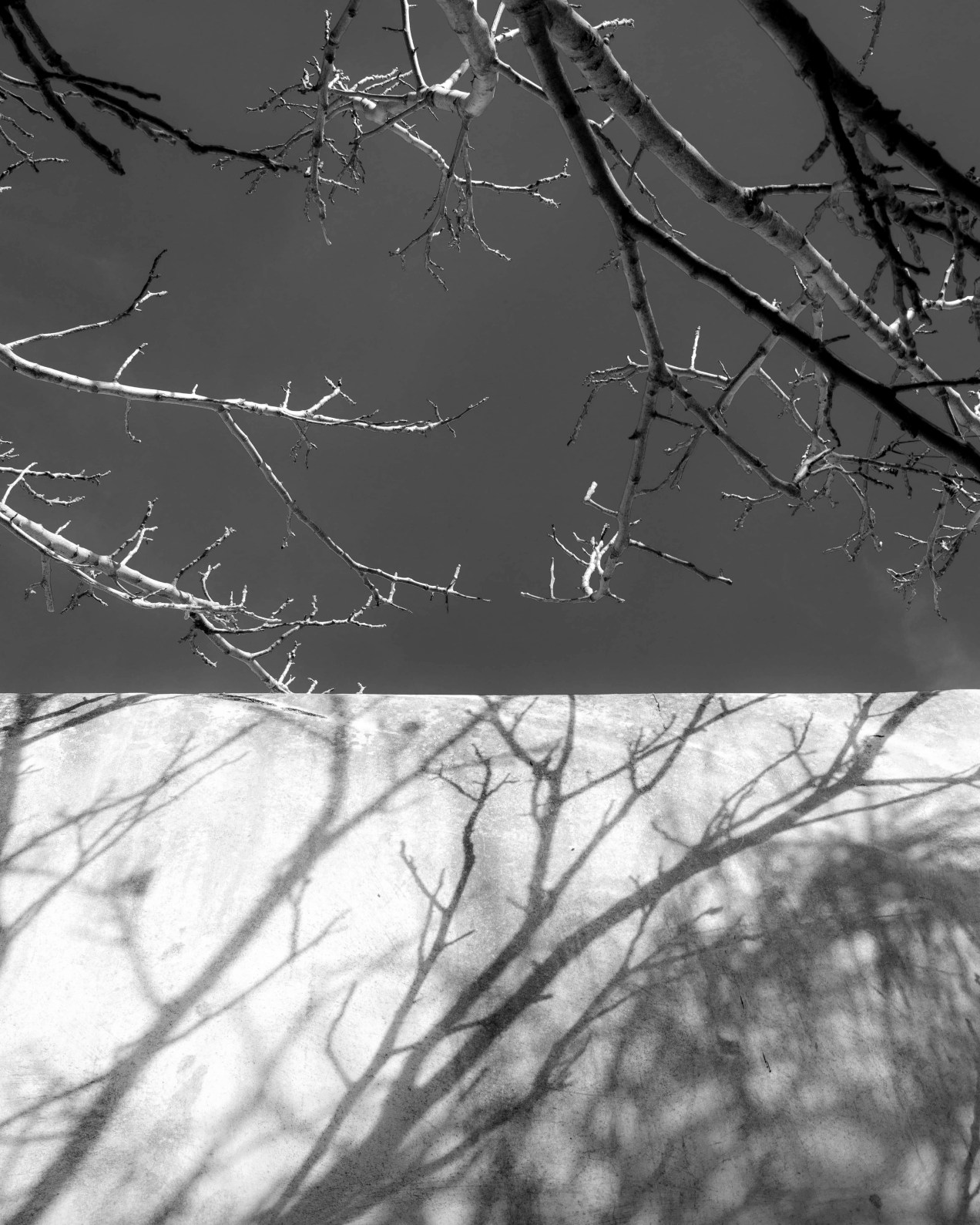 Ombre portée, le jardin des Biehn, Fès, Maroc, gildalliere, 2020