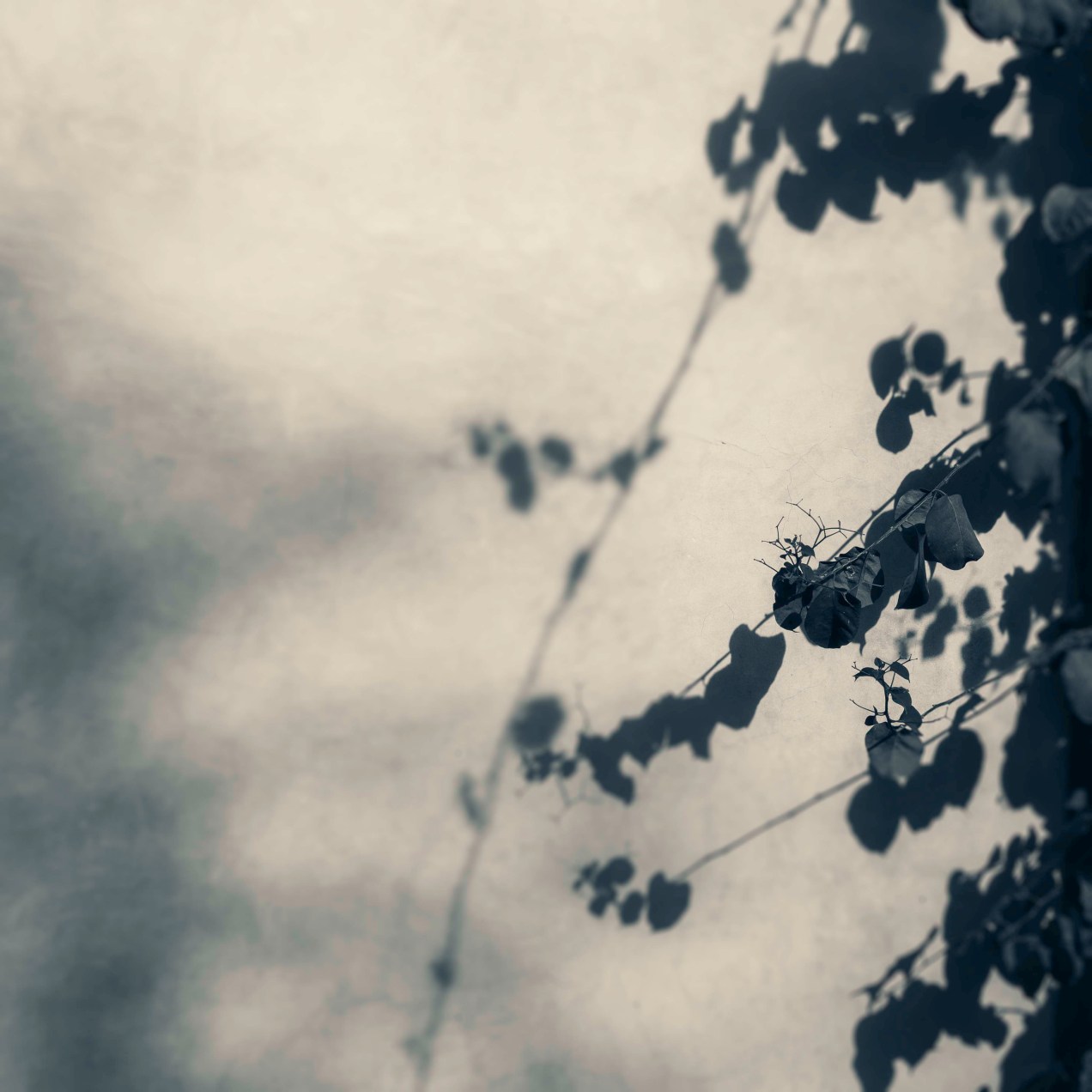 Ombre, portée sur le mur du jardin des Biehn, Fès, Maroc, gildalliere, 2020