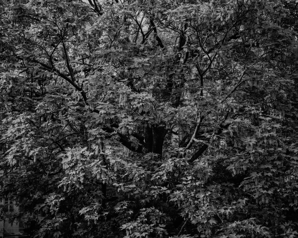 L'arbre, Abstraction, Montmartre, Paris, gildalliere? 2020 L1017699-Modifier