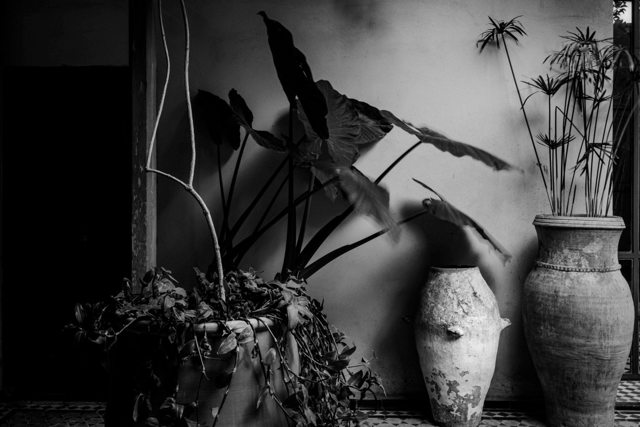 La cour, le jardin des Biehn, Fès, Maroc, gildalliere, 2020