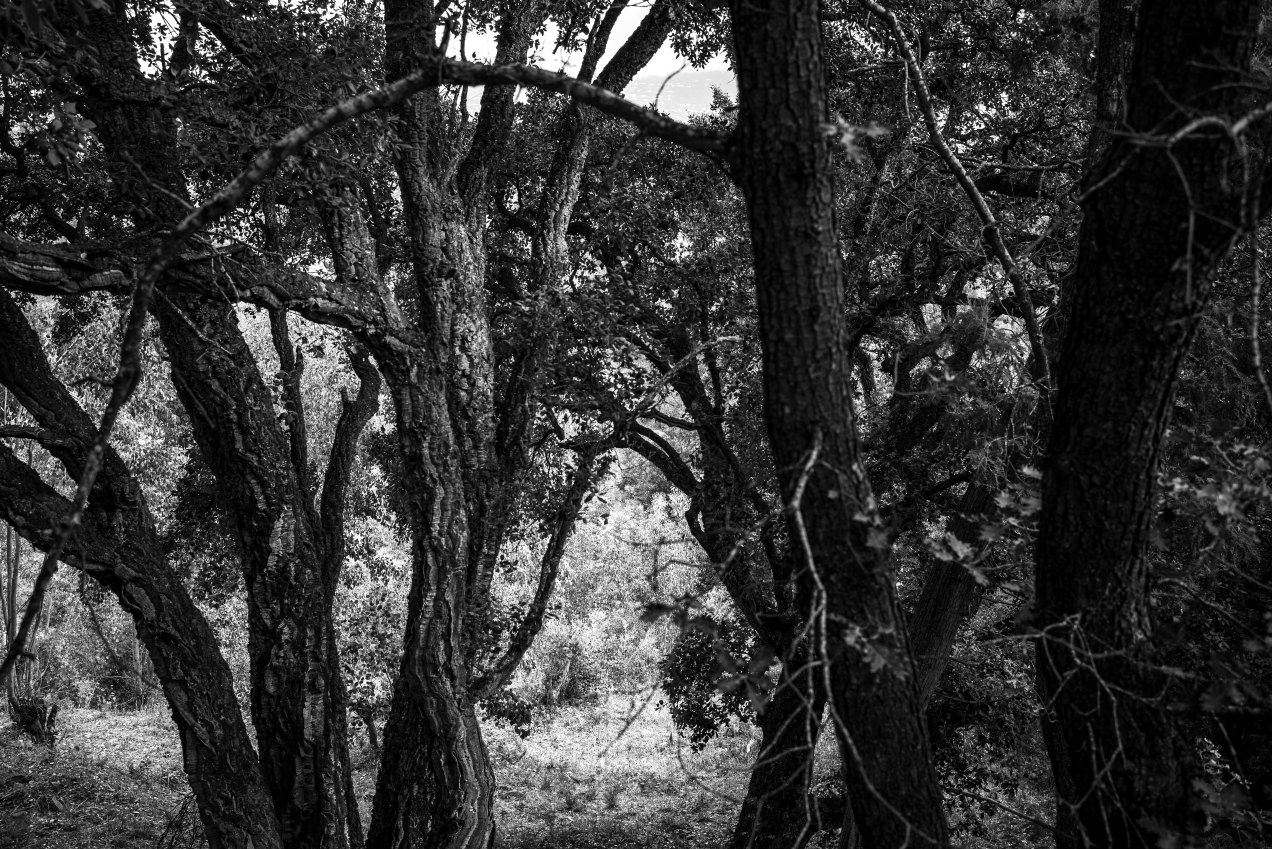 Sous bois, route de Tanneron, gildalliere, 2020