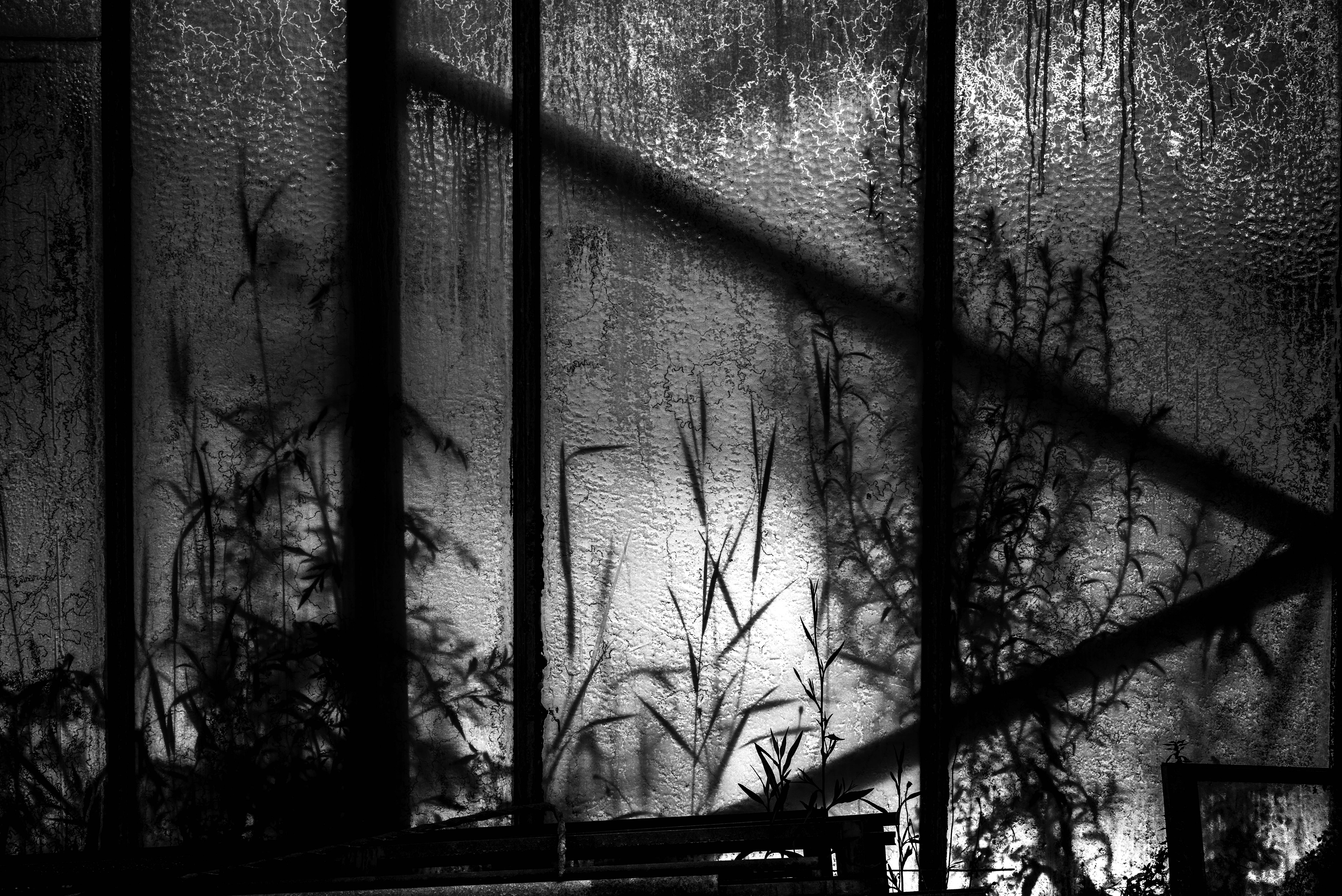 Les serres, gildallière, 2020, Tanneron